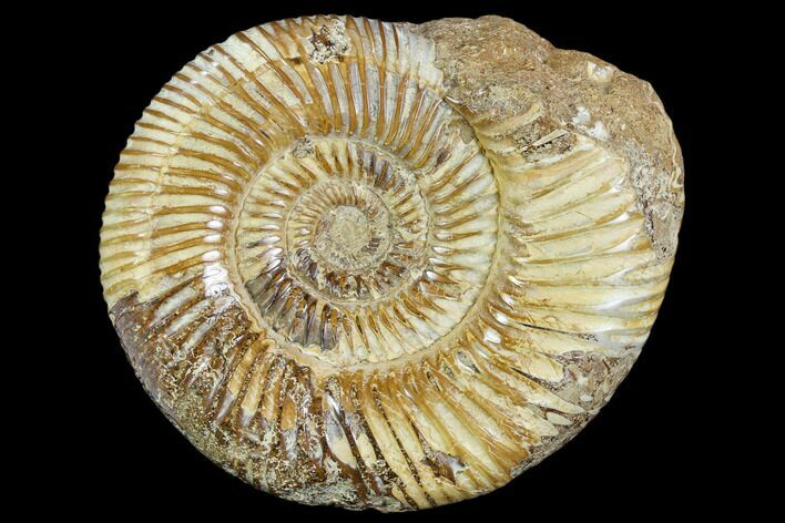 Polished Jurassic Ammonite (Perisphinctes) - Madagascar #104945